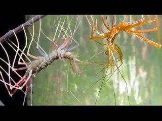 video by chrisweeet -- thereuopoda longicornis/ biology